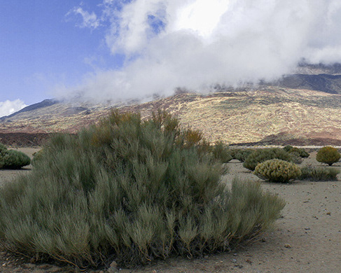 Nature Canaries